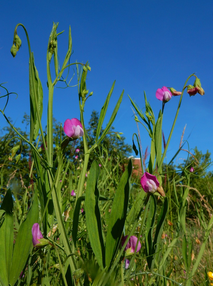 Lathyrus Hirsutus lathyrus-hirsutus